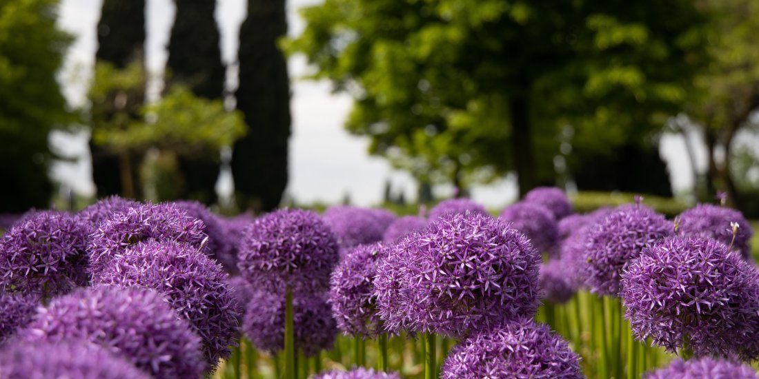 5 Cose da fare a Custoza dopo aver visitato la nostra Cantina 5_1.jpg