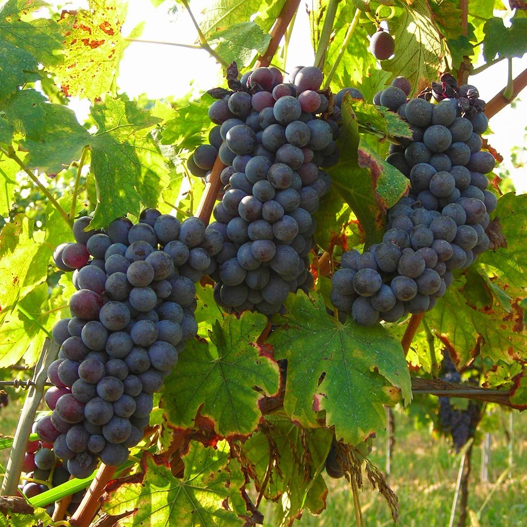 corvina-j.jpg corvina-j.jpg