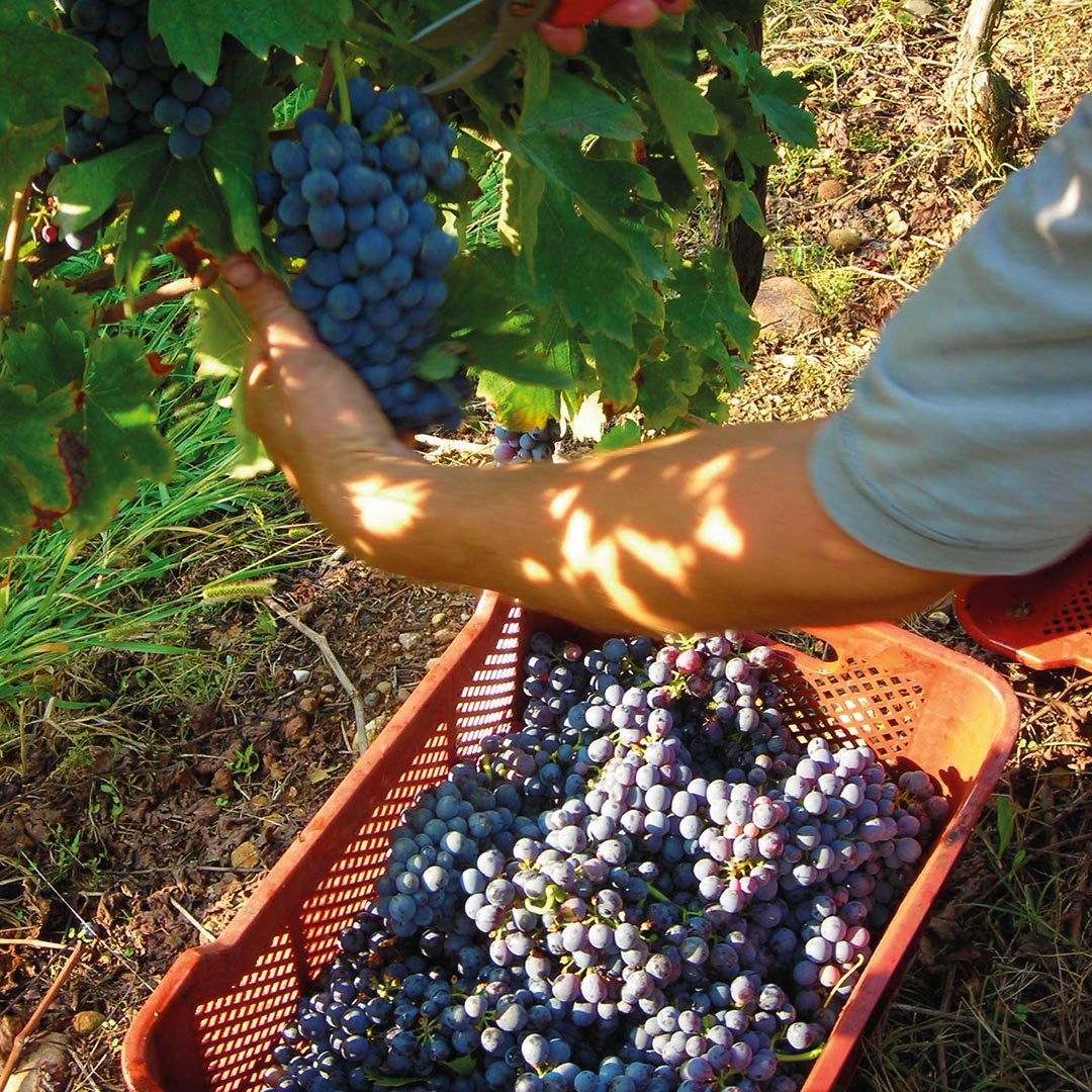 corvinone-.jpg corvinone-.jpg