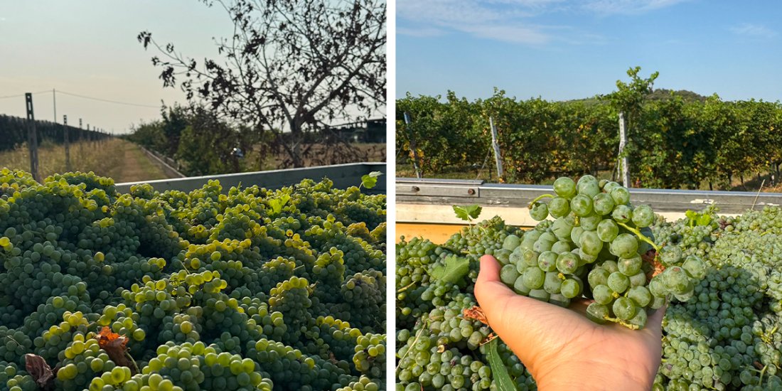 custoza-harvest-autumn custoza-harvest-autumn.jpg