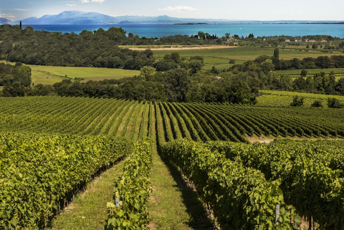 Custoza regione vitivinicola custoza_lugana_325x203.jpeg