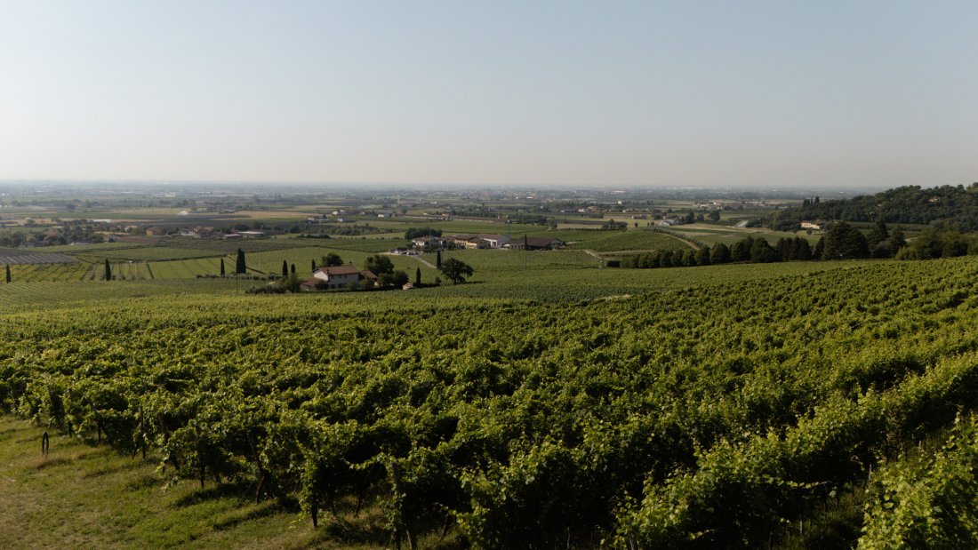 monte-del-fra-custoza-vineyards-lake-garda dji_20260618091629_0042_d.jpg