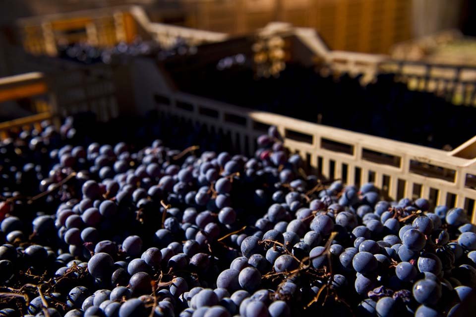 dsc2029_1.jpg dsc2029_1.jpg