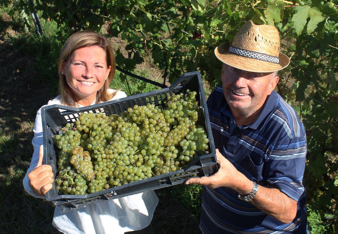 Vendemmia 2023 Custoza e Valpolicella editata_copia.jpg