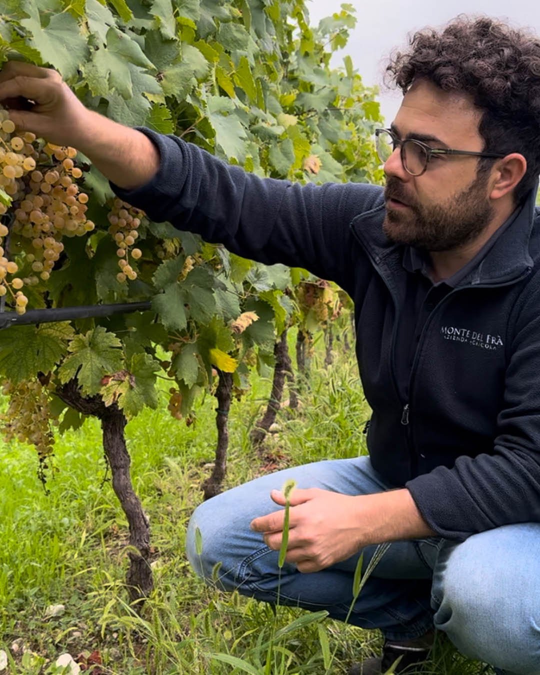 Vendemmia Verona 2024 - cantina Monte del Frà elia.jpg