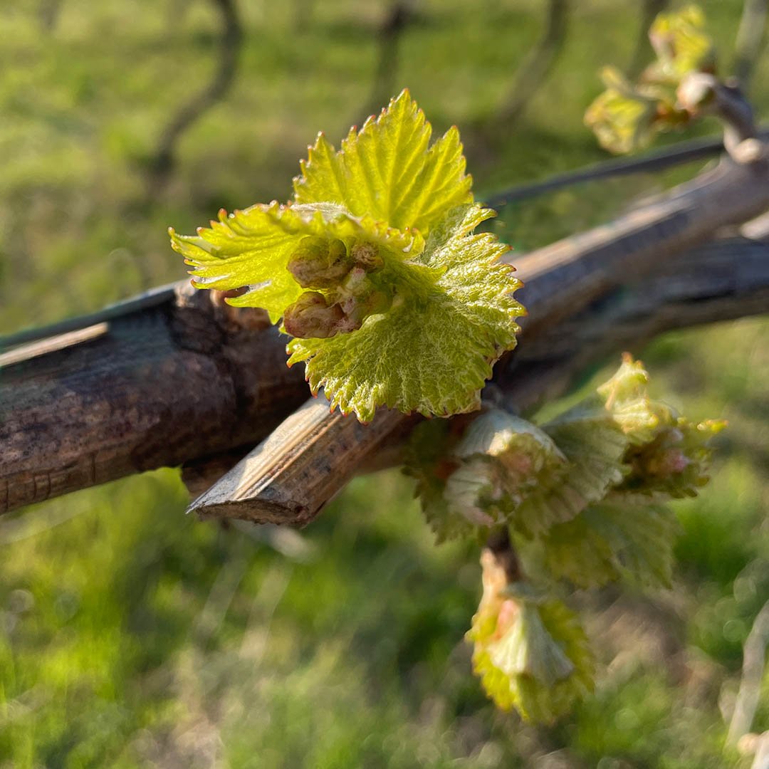 Gemma di vite - uva Garganega a Custoza Gemma di vite - uva Garganega a Custoza