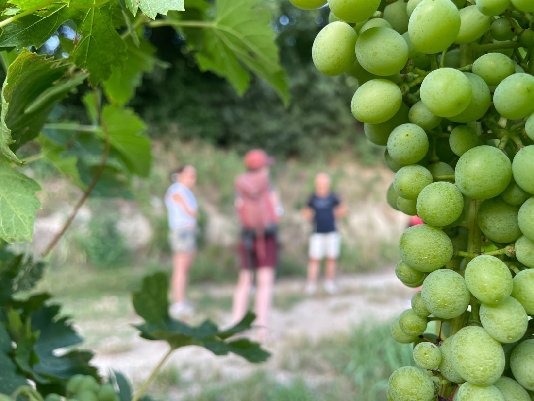 Passeggiata in vigna con degustazione vini Verona img_2916_copia.jpg