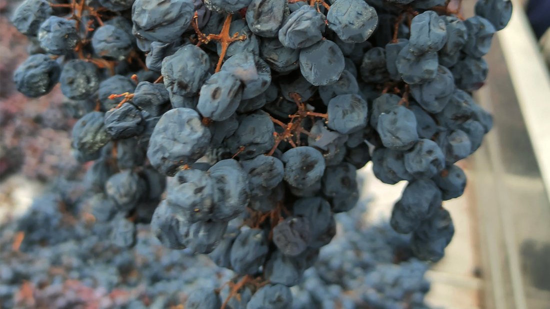 Pigiatura uve Corvina pigiatura_dicembre_23.jpg