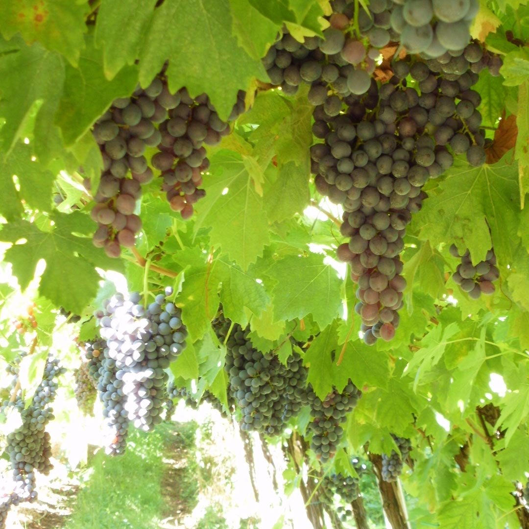 rondinella-j.jpg rondinella-j.jpg