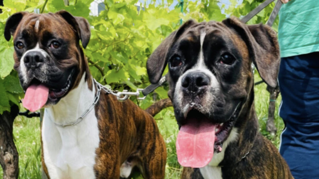 schermata_2023-05-03_alle_16-40-08.png schermata_2023-05-03_alle_16-40-08.png