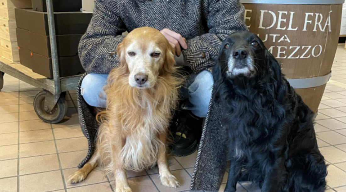 schermata_2023-05-03_alle_16-40-15.png schermata_2023-05-03_alle_16-40-15.png