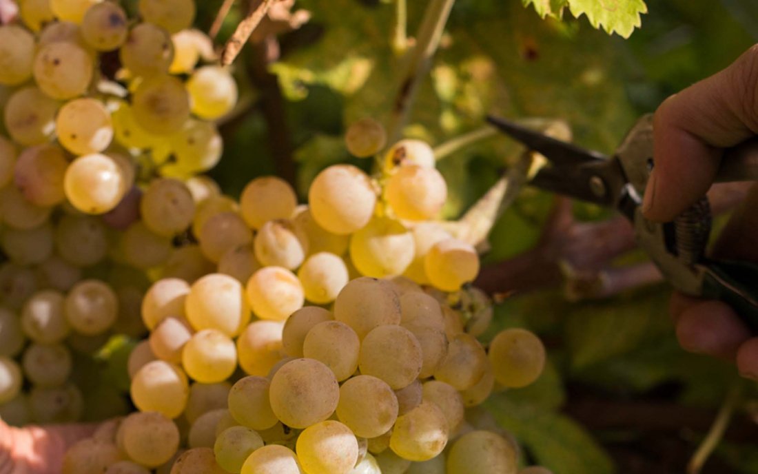 taglio-uva-oro_copia_2.jpg taglio-uva-oro_copia_2.jpg