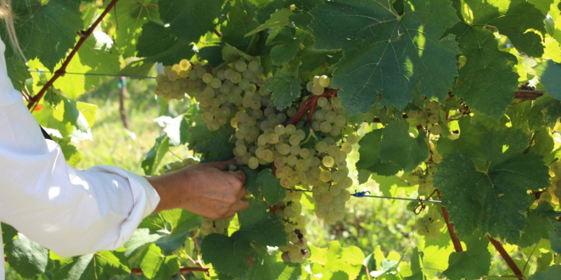 White Grapes in the Custoza DOC Vineyards White grape clusters in the Custoza DOC vineyards, where different varieties contribute to the identity of the appellation and its traditional art of blending.