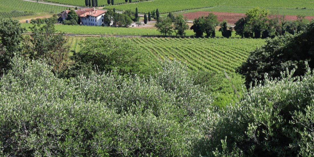 Vigneto ca del magro vigneto-ca-del-magro-1200x600.jpg