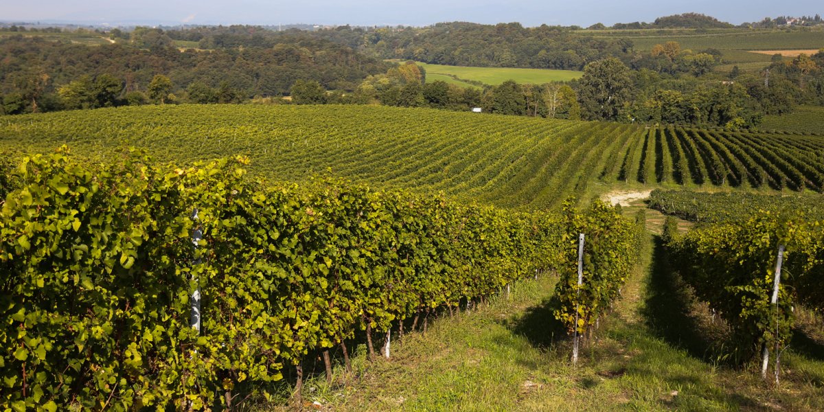 colline moreniche del Lago di Garda a Custoza ca_del_magro.jpg