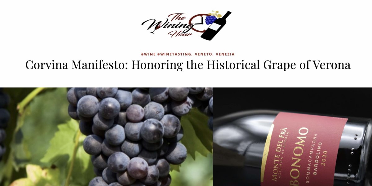 Corvina grapes: Corvina Manifesto Corvina grapes: Corvina Manifesto