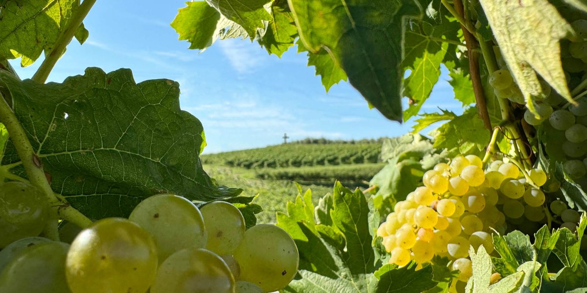 Vendemmia Verona 2024 - cantina Monte del Frà copertina_vendemmia_2024.jpg