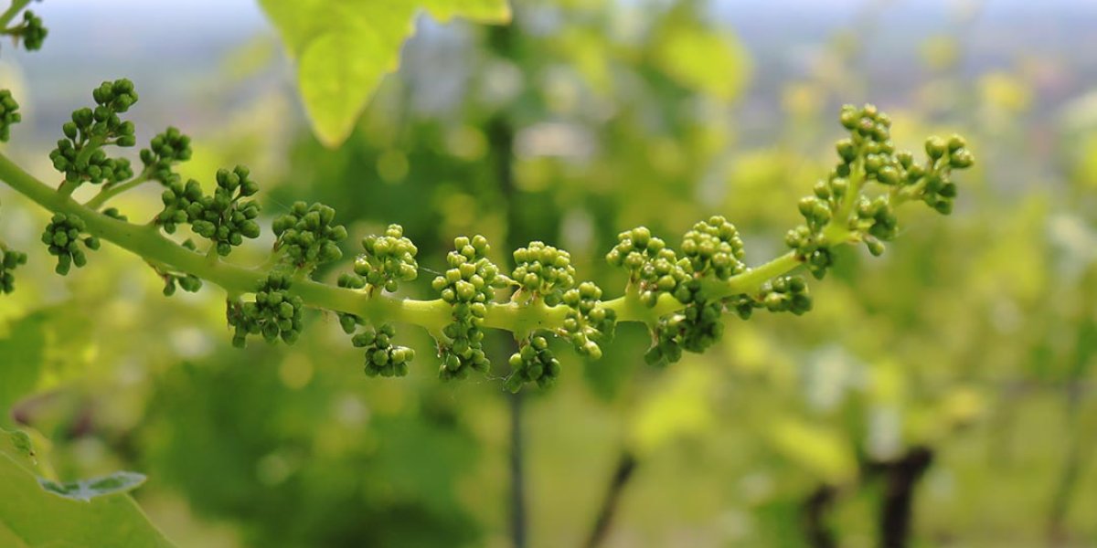 Germogliamento e fioritura della vite a Monte del Frà fioritura_copia.jpg
