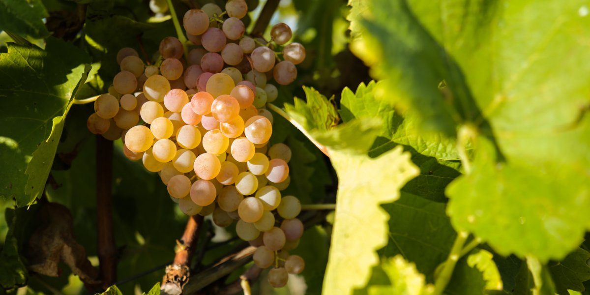 montedelfra_lb20170922_416_copia.jpg montedelfra_lb20170922_416_copia.jpg