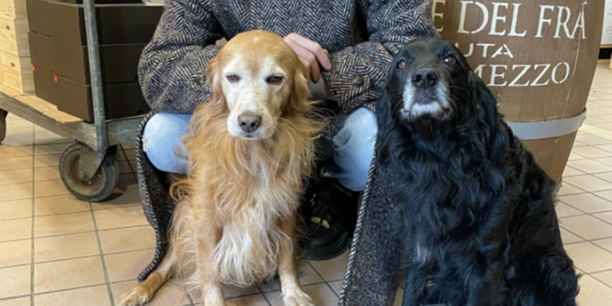 Pet-Friendly Wineries In Italy: Enjoy Custoza And Valpolicella Area