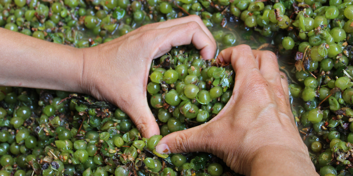 Vendemmia 2023 lago di garda vendemmia2023.png