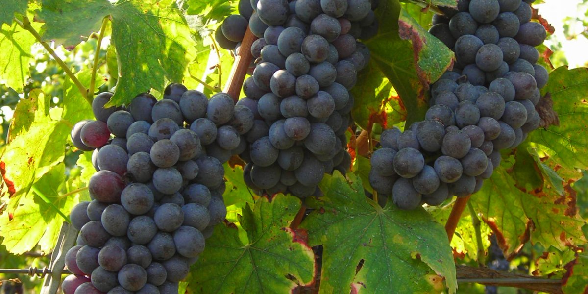 La Pìcia - Sparkling Rosé Bardolino Chiaretto DOC