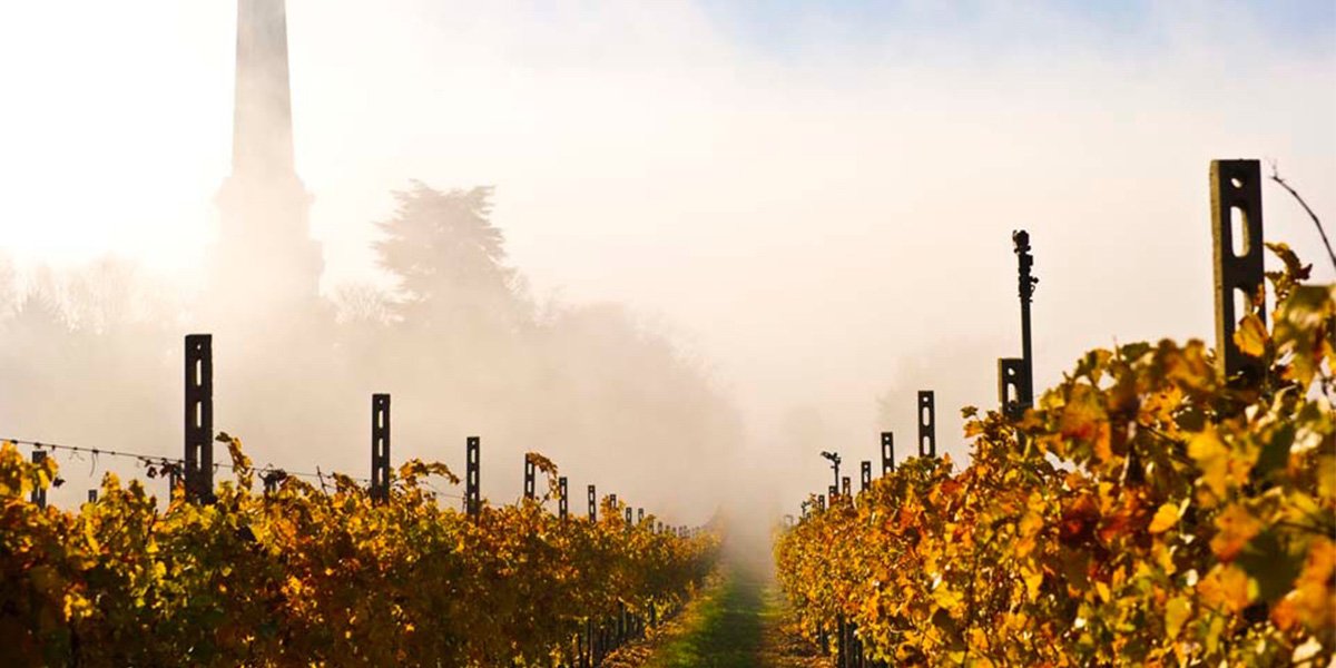 verona-wine-harvest-autumn-vineyards verona-wine-harvest-autumn-vineyards.jpg