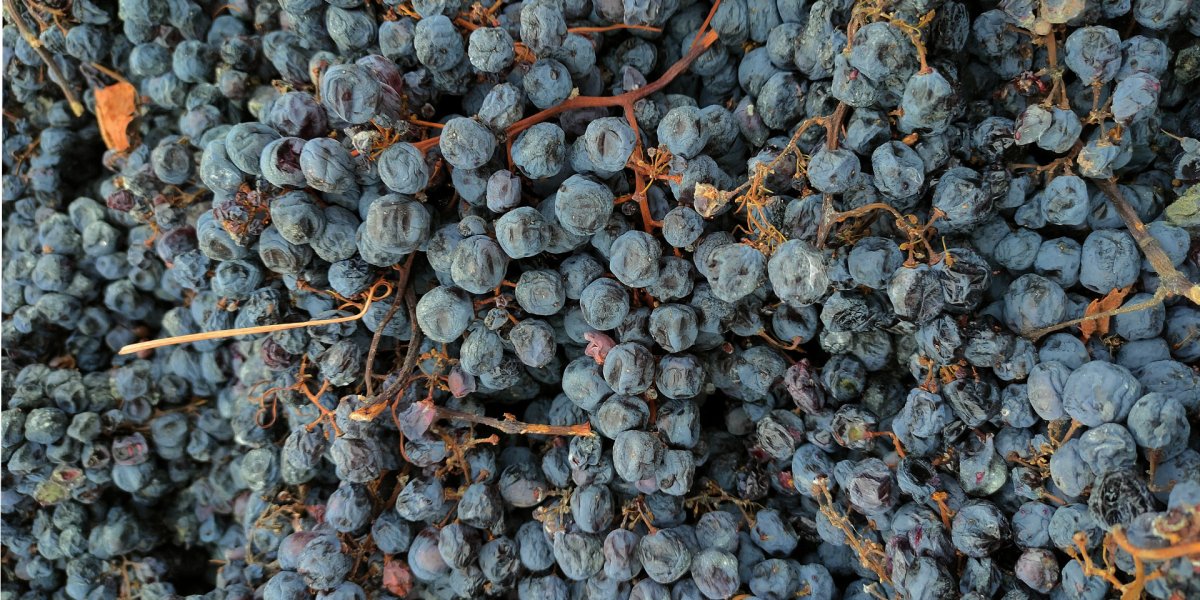 Pigiatura uva Corvina Amarone Tenuta Lena di Mezzo wine_blog_1.jpg